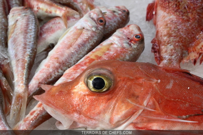 Conseils De Chefs Les Poissons De Roche Rascasse Rouget Pagre Danti