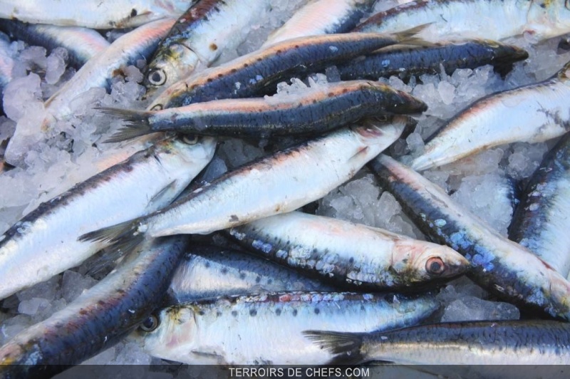 La Sardine Délicieuse fraîche ou en boite