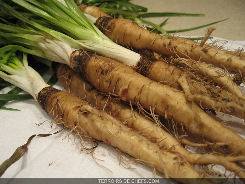 Le Salsifis Le Salsifis Perd Ses Racines