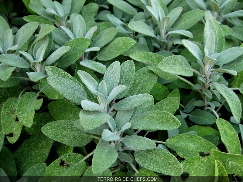 Herbes aromatiques - Produits - Cuisine française