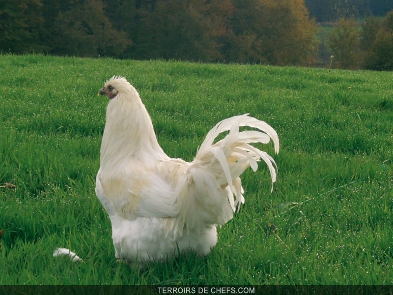 Le Chapon Volaille festive par excellence…