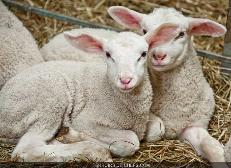 L’agneau de lait, des saveurs authentiques…