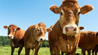 Boeufs dans le pré  