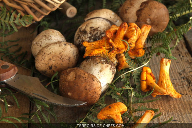 10 recettes de chefs autour des champignons, cèpes et girolles