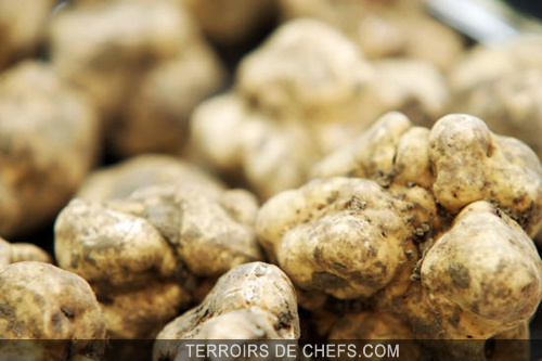 La Truffe blanche d'Alba, joyau du Piémont… Avec son arôme puissant et particulier, elle sublime la gastronomie…