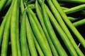 Le Haricot Vert