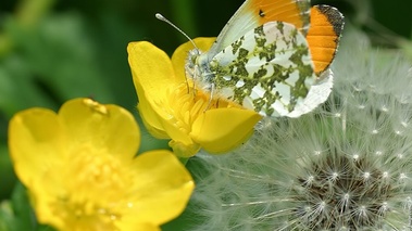 Printemps