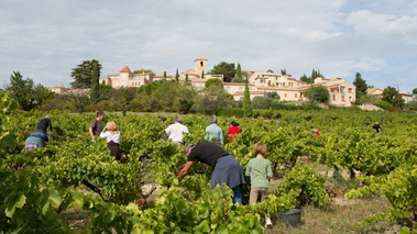 Vendanges à l'ancienne