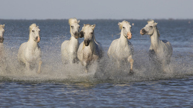 Chevaux en Camargue