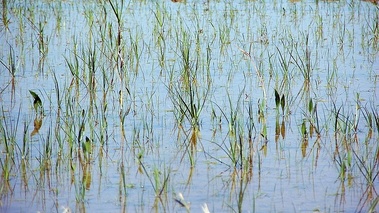 Rizière camarguaise