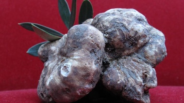 Lot 124 125 126 Exceptionnelle truffe blanche (tuber magnatum pico) poids environ 400 g  