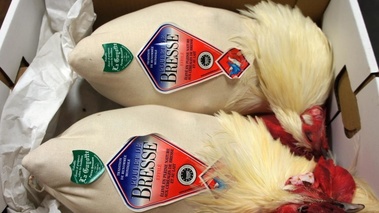 Poulets de Bresse emmaillotés