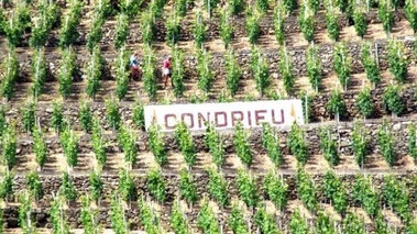 Vignoble de Condrieu