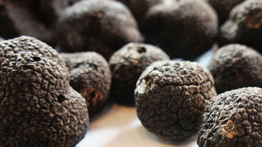 Terroirs de Chefs - Aquitaine - La truffe