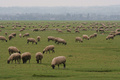 Terroirs de Chefs - Basse-Normandie - L'agneau de Pré-Salé