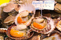 Terroirs de Chefs - Basse-Normandie - Les coquilles Saint-Jacques