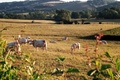 Terroirs de Chefs - la Bourgogne - Charolaise