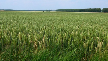 Terroirs de Chefs - Centre - Vue de Beauce