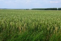 Terroirs de Chefs - Centre - Vue de Beauce