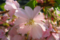 Terroirs de Chefs - Haute-Normandie - Fleur de cerisier