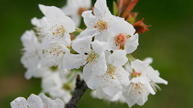 Terroirs de Chefs - Haute-Normandie - Fleur de pommier