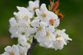 Terroirs de Chefs - Haute-Normandie - Fleur de pommier