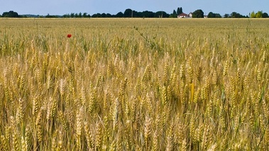 Terroirs de Chefs - Île-De-France - Champ de blé