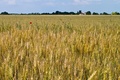 Terroirs de Chefs - Île-De-France - Champ de blé