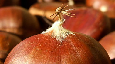 Terroirs de Chefs - Limousin - La châtaigne