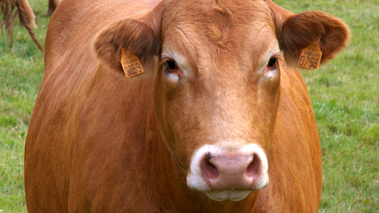 Terroirs de Chefs - Limousin - La limousine