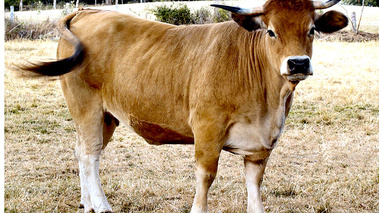 Terroirs de Chefs - Midi-Pyrénées - Vache d'Aubrac