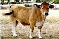 Terroirs de Chefs - Midi-Pyrénées - Vache d'Aubrac