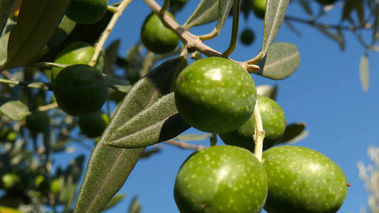 Terroirs de Chefs - Provence-Alpes-Côte d'Azur - L'olive