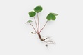 Oxalis