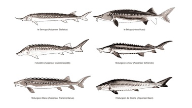 dessin d'esturgeons