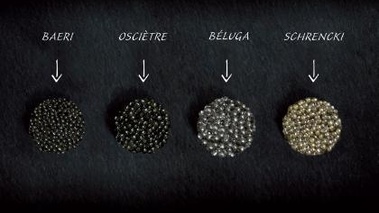variétés de caviar sauvage © Kaviari