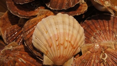 Coquilles Saint Jacques