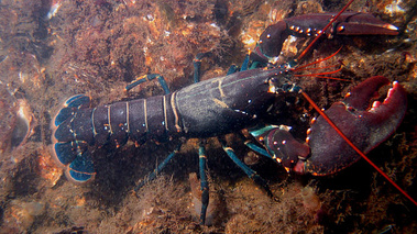 homard breton