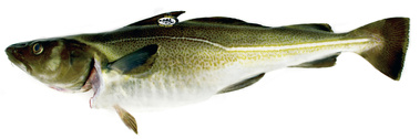 Skrei de Norvège