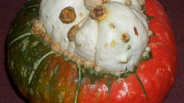 Courge de Giraumon 