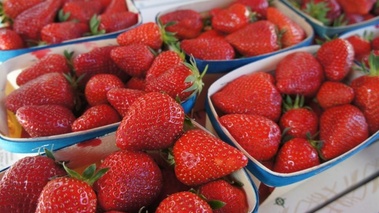 Fraises dans un panier