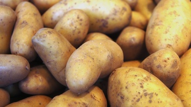 pommes de terre - belle de fontenay.jpg