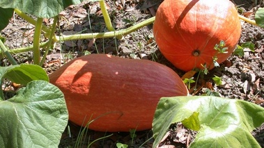 Potiron d'Alençon