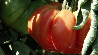 tomate dans le potager d'Armand Arnal