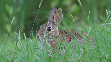 Lapin