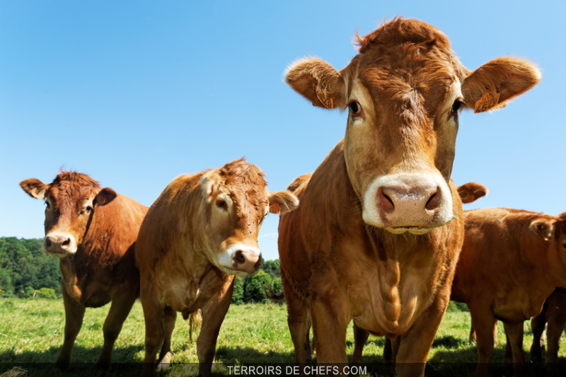 Le Boeuf Paleron, gite, plat de côtes, joue de bœuf