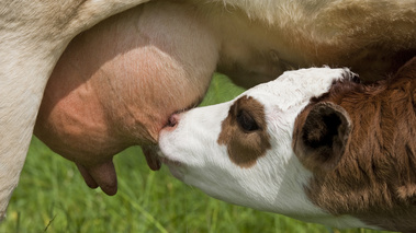 Veau de lait