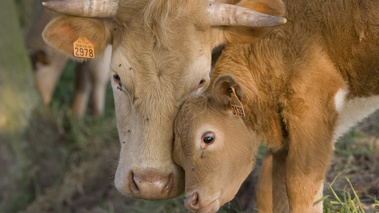 Veau et sa mère