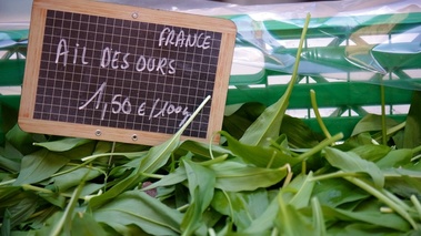 Ail des ours