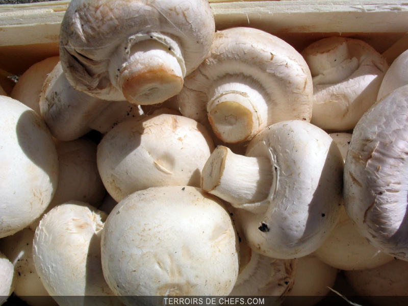 Comment Nettoyer Des Champignons De Paris Frais Le Champignon de Paris Un peu d'histoire...